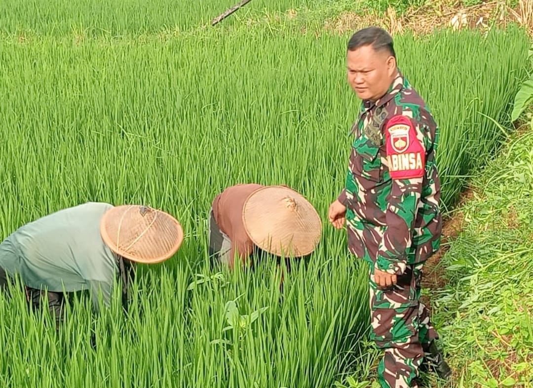 Babinsa Kedungleper Bantu Petani di Lahan Pertanian, Wujudkan Swasembada Pangan Nasional