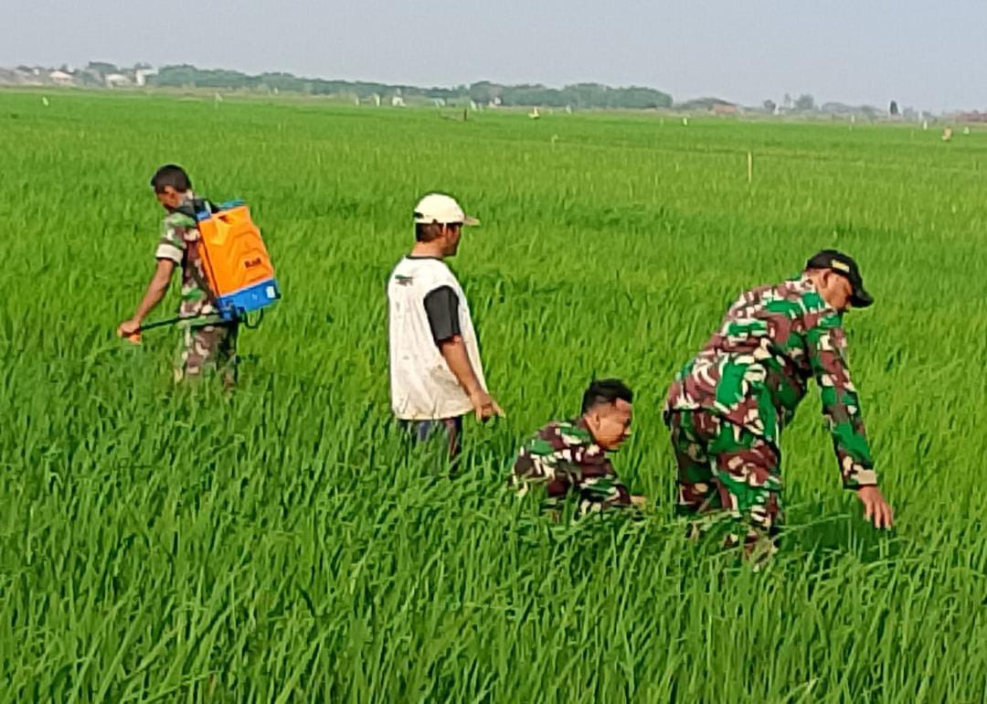 Dukung Swasembada Pangan, Babinsa Koramil 02 / Kedung Dampingi Petani Penyemprotan Padi di Desa Bugel