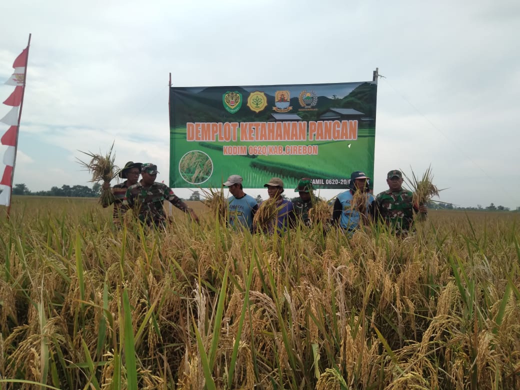 Koramil 0620-20 / Gegesik Dampingi Panen Padi Demplot Kodim 0620 / Kabupaten Cirebon