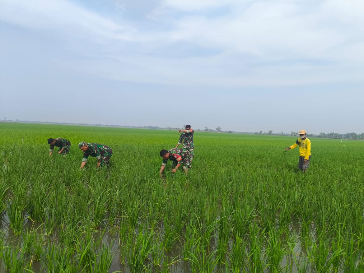 Anggota Koramil 04 / Pecangaan Dampingi Petani Lakukan Penyiangan Gulma di Masa Tanam II