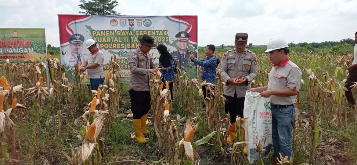 Gugus Tugas Ketapang Polres Banyuasin Sukses Panen Jagung di Lahan PT Swadaya Indo Palma Desa Sungai Rengit