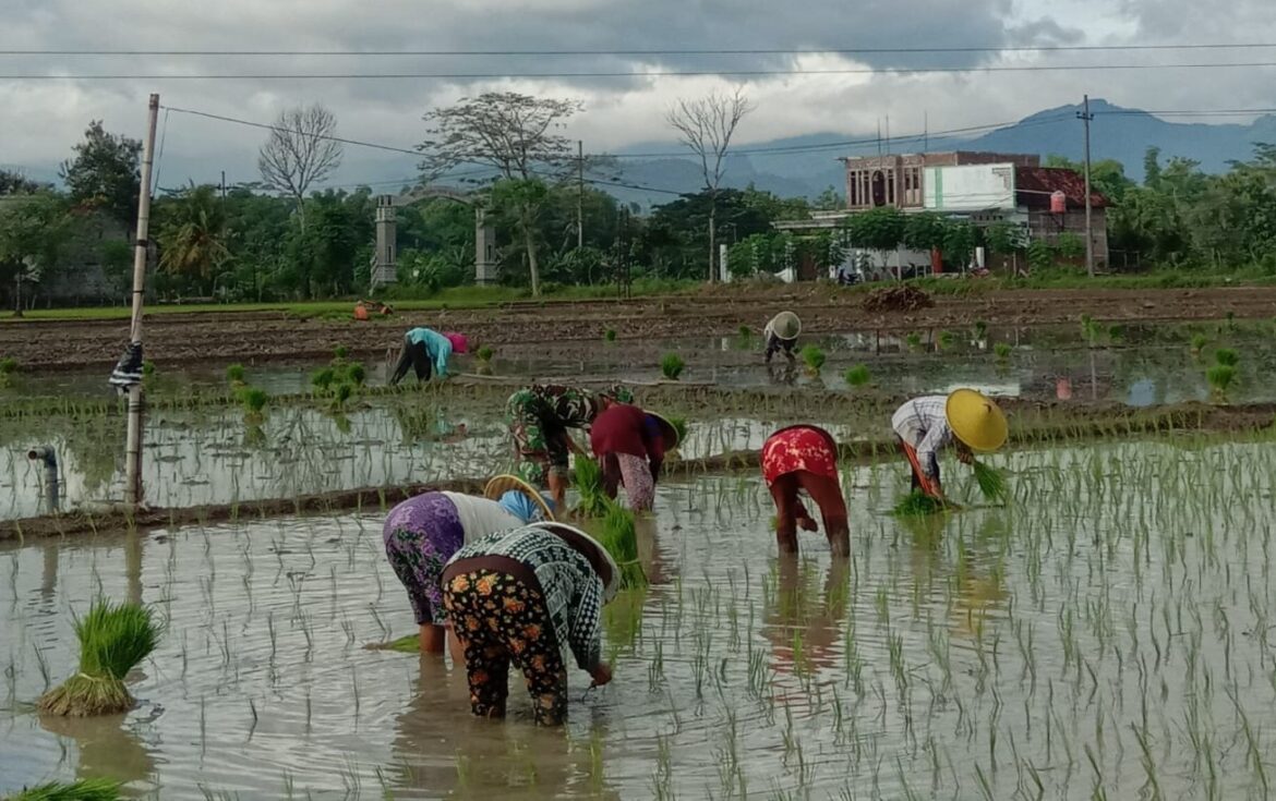 Turun Langsung ke Sawah, Babinsa Gondosuli Wujudkan Kemanunggalan dengan Petani