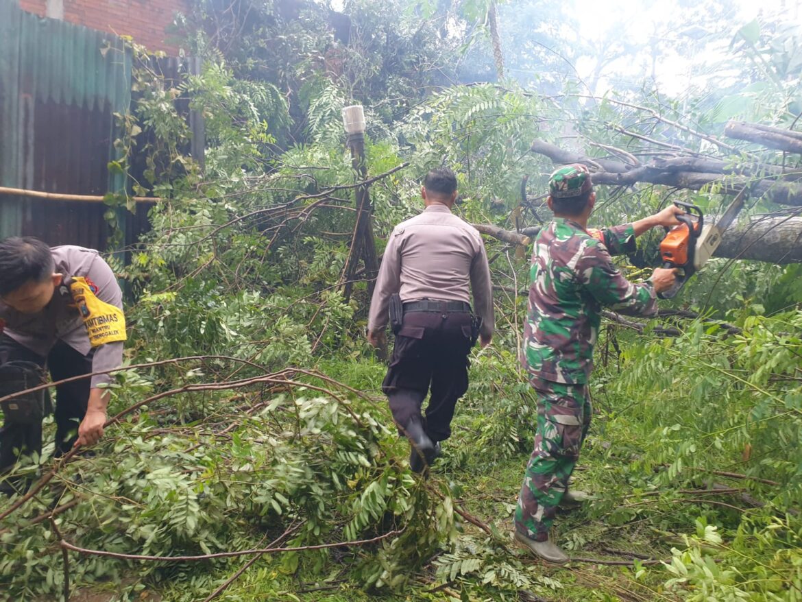 Pohon Tumbang Timpa Tiang Listrik dan Mobil di Trenggalek, TNI-Polri dan Warga Sigap Evakuasi