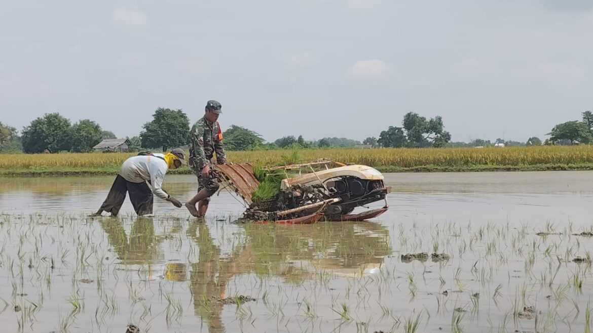 Babinsa Ujungpangkah Aktif di Lahan Pertanian, Perkuat Ketahanan Pangan Wilayah