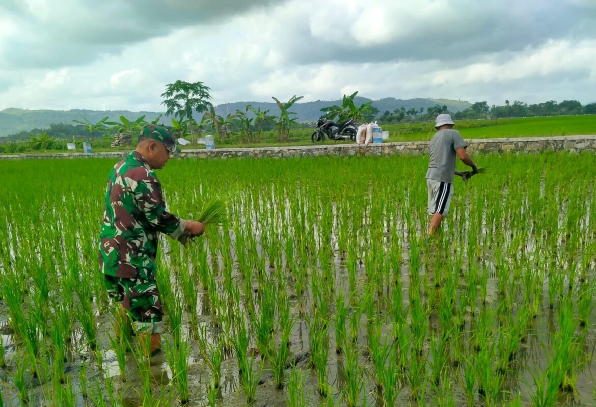 Dorong Peningkatan Produksi Pertanian, Serma Eko Dampingi Petani Menyiangi Padi