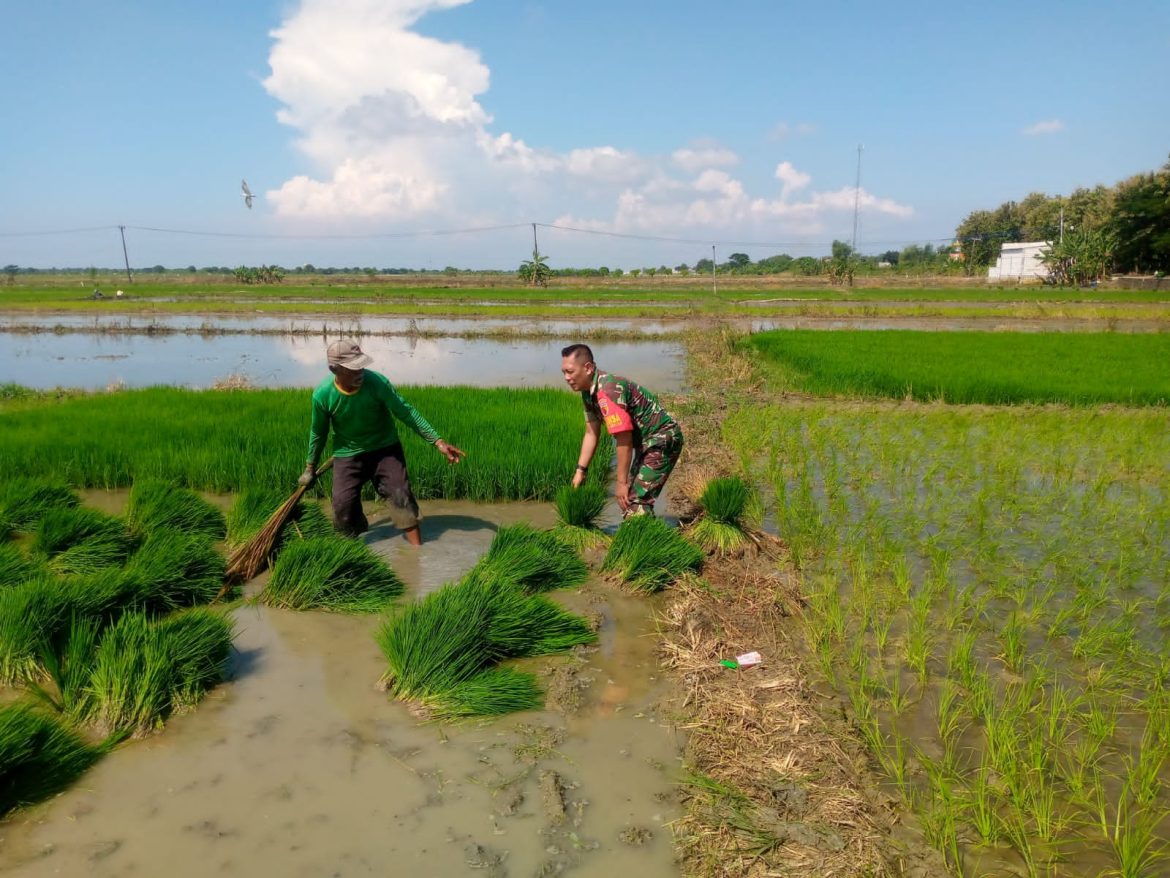 Semangat Ketahanan Pangan, Babinsa Panceng Tanam Padi Bersama Petani Binaan
