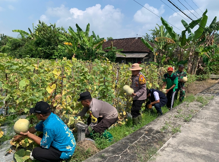 Polsek Karanggeneng Monitoring Program Pangan Bergizi (P2B), Kapolsek Petik Buah Melon Pertama