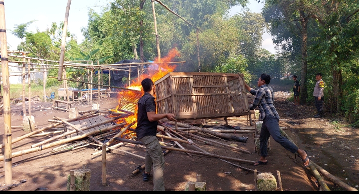 Polsek Bagor Tindak Lanjut Aduan Warga, Bongkar Arena Perjudian Sabung Ayam di Sugihwaras