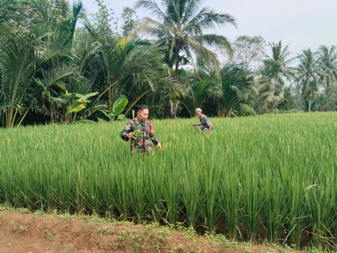 Babinsa Guyangan Serda Sugiyarto Dukung Ketahanan Pangan Melalui Pendampingan Petani