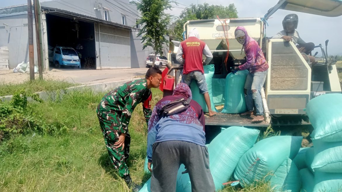 Dukung Swasembada Pangan Nasional, Babinsa Dampingi Panen Padi di Kalijaga