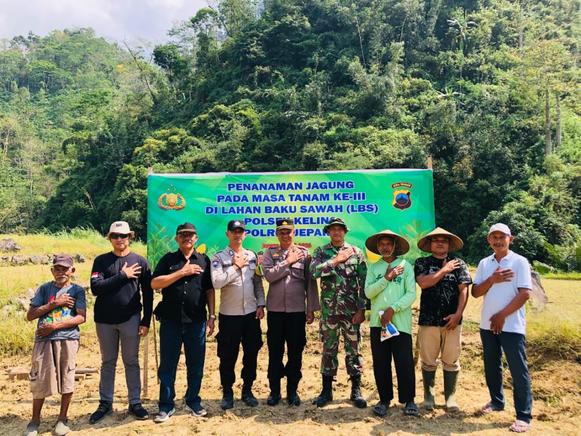 Sinergi TNI-Polri dan Warga: Babinsa Tempur Tanam Jagung Bareng di Persawahan Dukuh Glagah