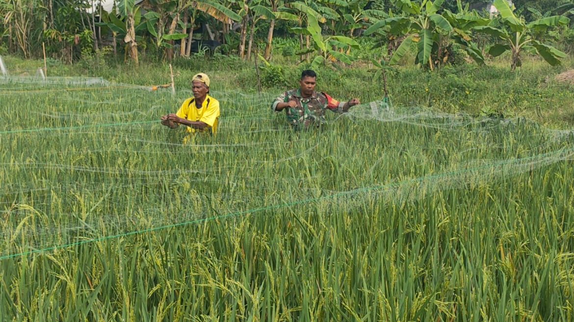 Upaya Tingkatkan Ketahanan Pangan, Pendampingan Babinsa Terus Aktif di Wilayah
