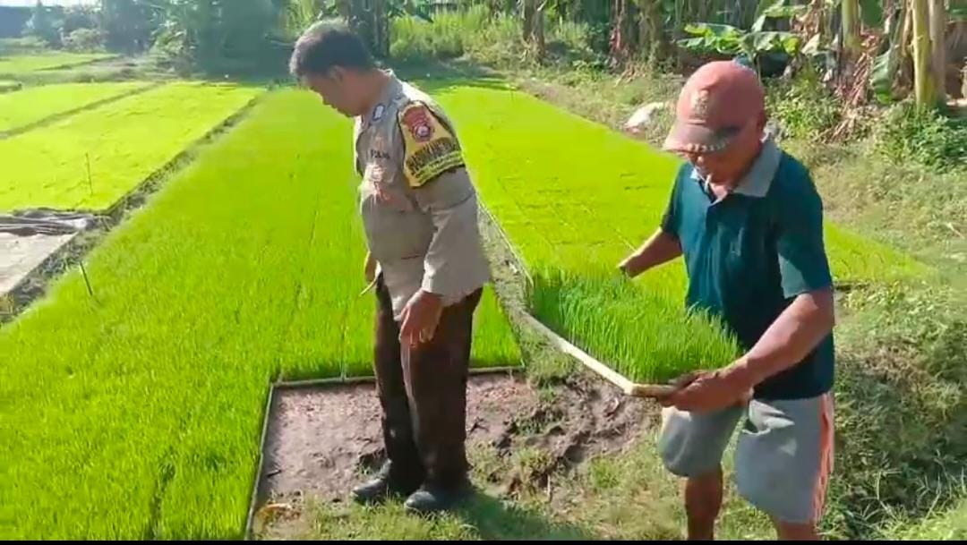 Polsek Ngronggot Serahkan Bibit Padi untuk Dukung Ketahanan Pangan Warga