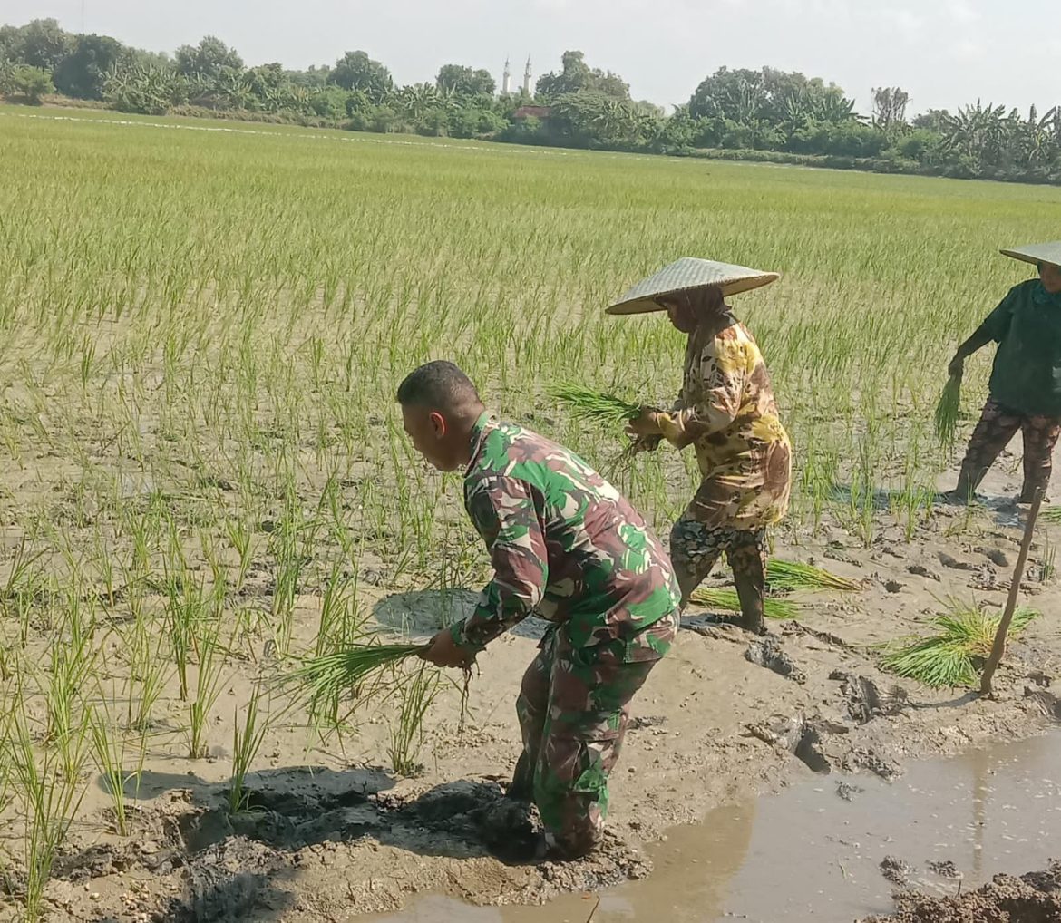 Babinsa Menganti Turun Sawah Wujudkan Ketahanan Pangan Wilayah