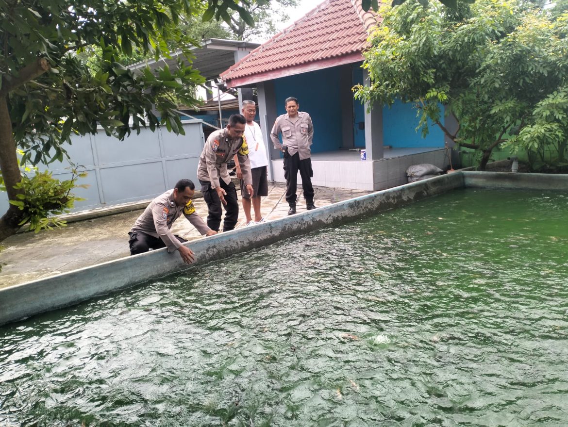 Budidaya Ikan Nila, Upaya Bhabinkamtibmas dan Warga Pehserut Dukung Ketahanan Pangan