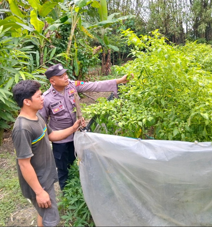 Bhabinkamtibmas Nglinggo Dukung Ketahanan Pangan Lewat Budidaya Cabai Merah
