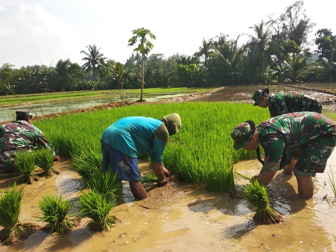 Anggota Koramil 09/Mlonggo Bersama Poktan Sidorejo VII Siapkan Bibit Padi di Lahan Pertanian Desa Plajan