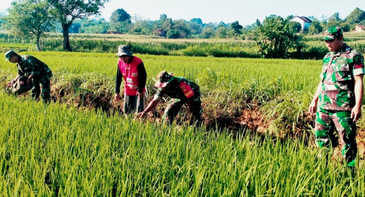 Danramil 08/Keling Lettu Cke Y. Wibisono Bersama Anggota Laksanakan Perawatan Padi jenis C4 di Desa Damarwulan