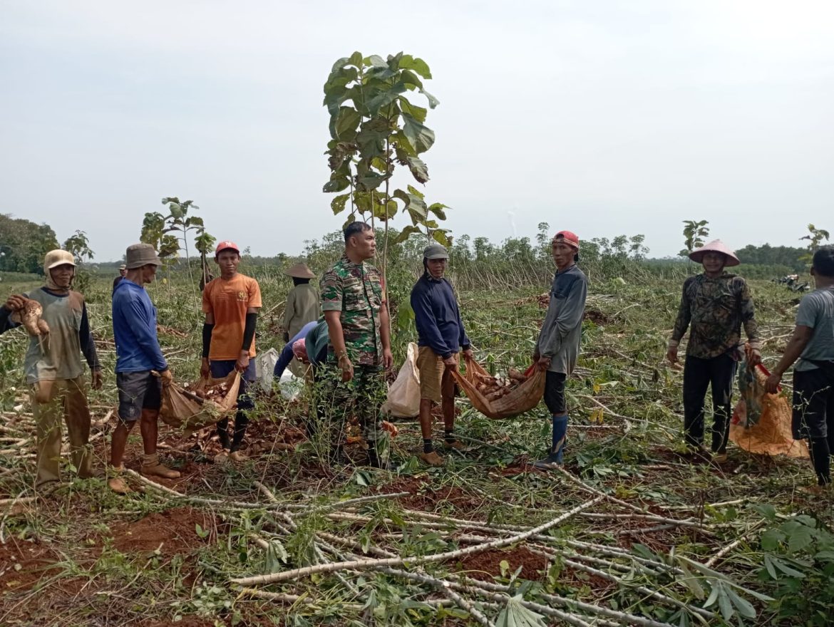 Babinsa Dermolo Laksanakan Pemantauan Wilayah dan Komsos Saat Warga Panen Singkong