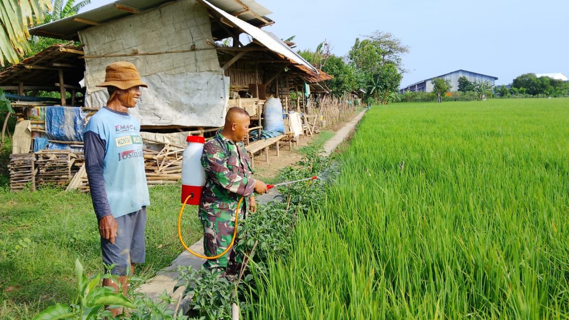Dukung Swasembada Pangan Nasional, Babinsa Larangan Laksanakan Penyemprotan Padi