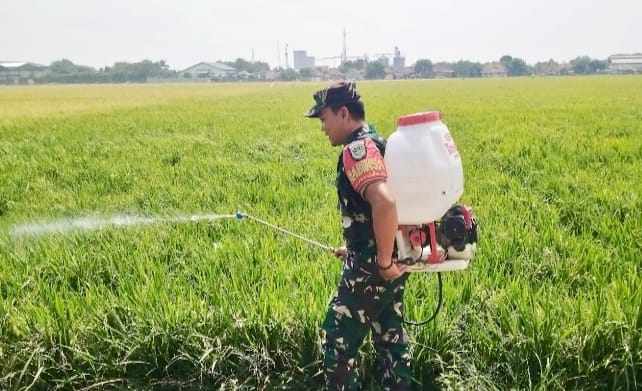 Babinsa Dampingi Poktan Sirandu Jaya Lakukan Penyemprotan Hama Padi Dukung Ketahanan Pangan Nasional