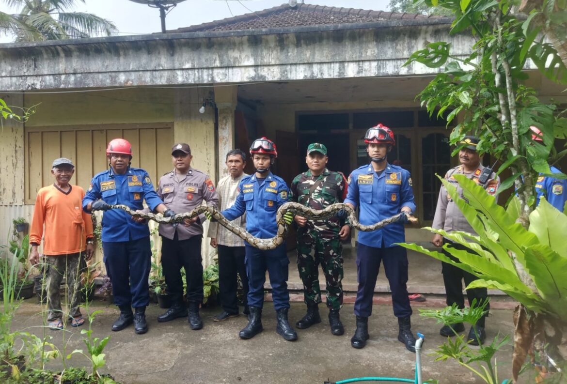 Aksi Cepat TNI–Polri dan Damkar Evakuasi Ular Piton 4 Meter di Rumah Warga Desa Puru