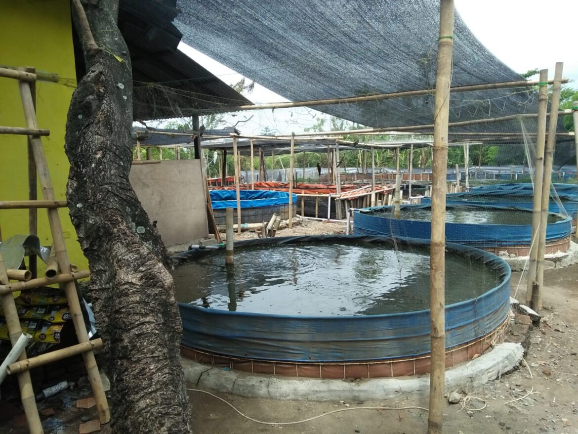 Sugiarto, Warga Desa Tengki, Menjadikan Budidaya Lele Sebagai Sumber Penghidupan