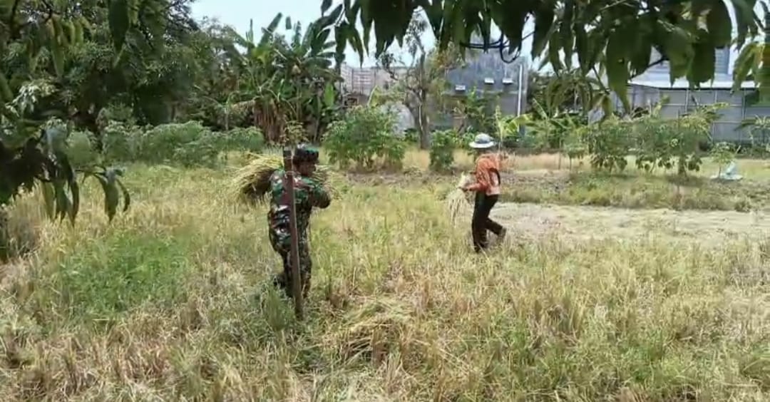 Aktif Babinsa Koramil Kebomas Dampingi Warga Panen Padi di Desa Kedanyang