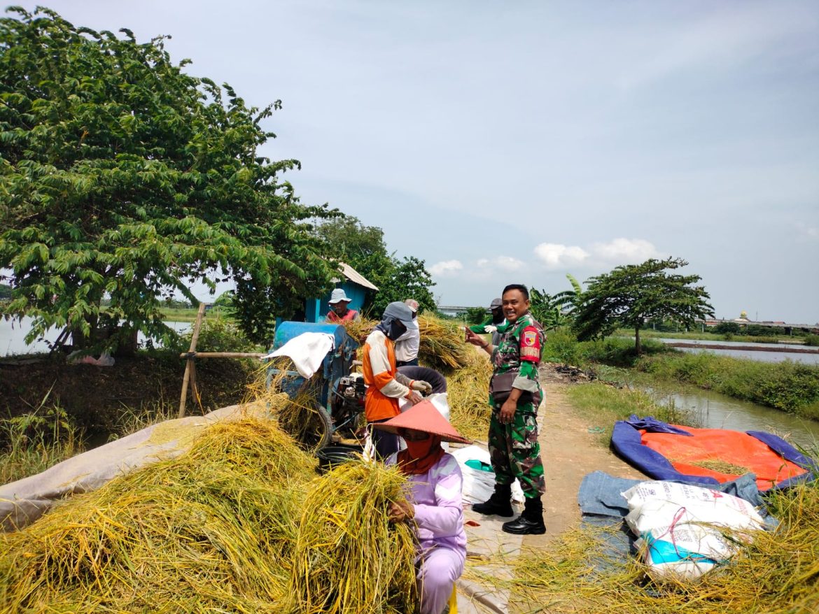 Babinsa Cerme Dampingi Petani, Perkuat Sinergi Dorong Produktivitas Pertanian di Wilayah
