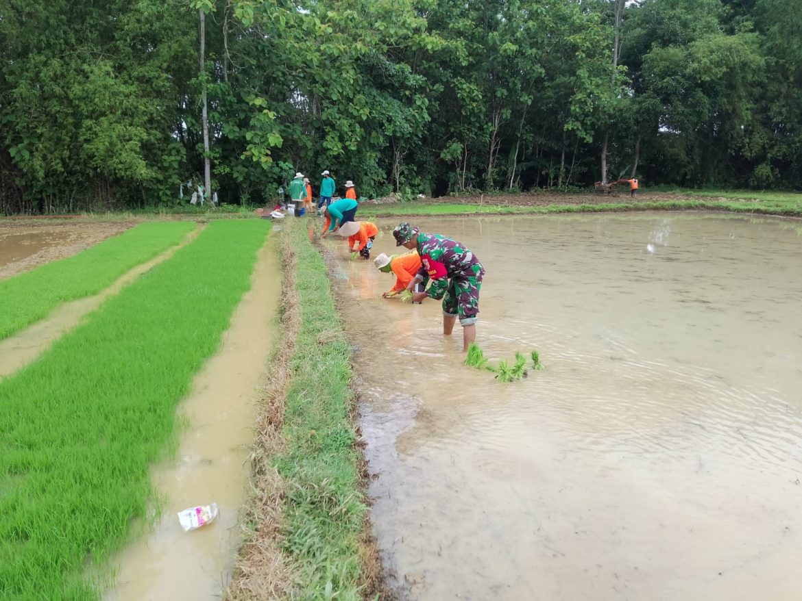 Babinsa Koramil Konang Dampingi Petani Tanam Padi Sistem JARWO