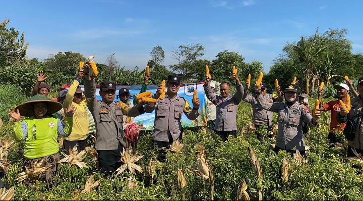 Wujudkan Program Ketahanan Pangan Polres Probolinggo Bersama Kelompok Tani Panen Jagung di Bantaran
