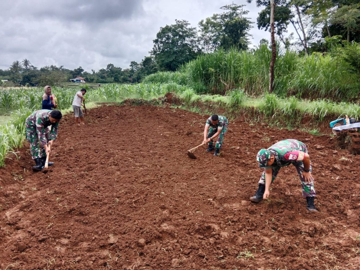 Anggota Koramil 08/Keling Dampingi Petani Menanam Jagung BISI 18 di Desa Kaligarang