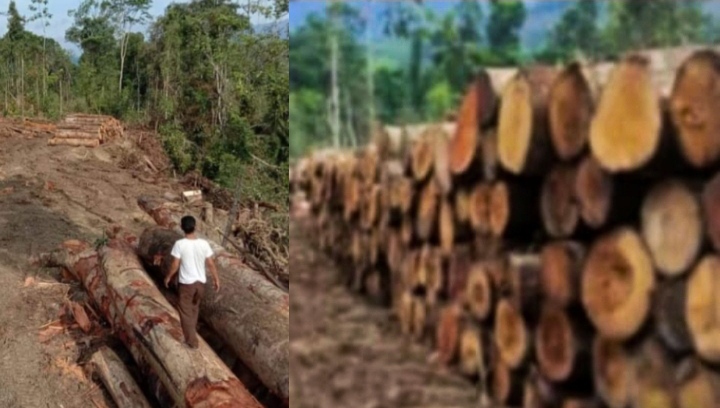 Hukum Seolah Tak Berlaku: Mafia Illegal Logging Rusak Kawasan Hutan Lindung Bukit Barisan